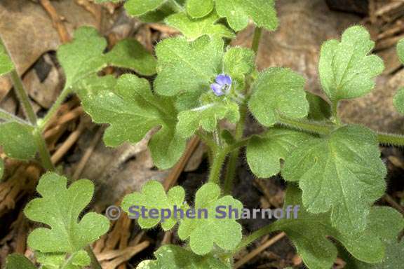 nemophila parviflora var quercifolia 3 graphic